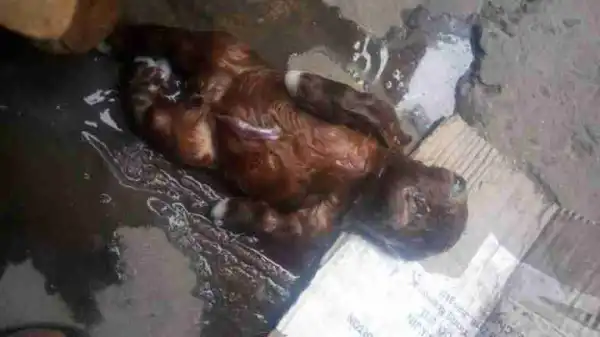 Residents Shocked As Goat Is Born Without Nose And Only One Eye In Minna (Photos)